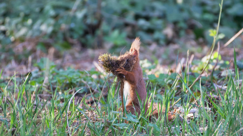 Red Squirrels | They're Immune to Some Mushroom Toxins