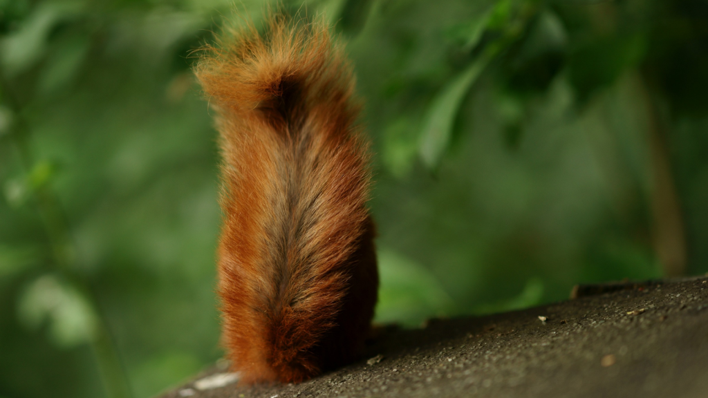 Red Squirrel | They Use Their Tail as a Blanket