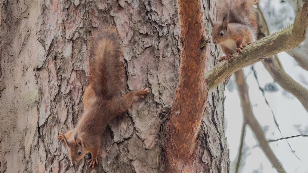 Red Squirrel | They're Excellent Communicators