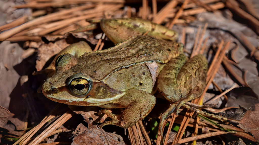 Wood Frog