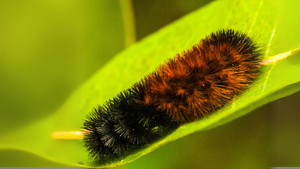 Arctic Woolly Bear Caterpillar