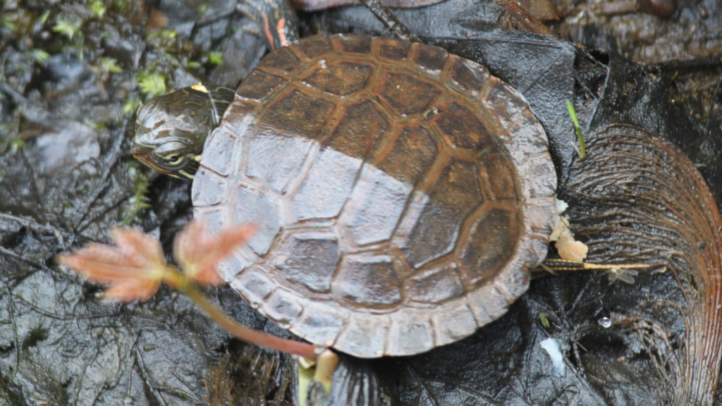 Painted Turtle Hatchlings