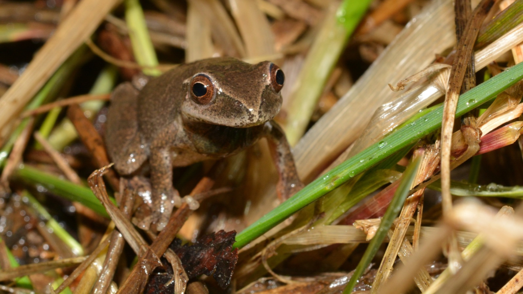 Spring Peeper Frog