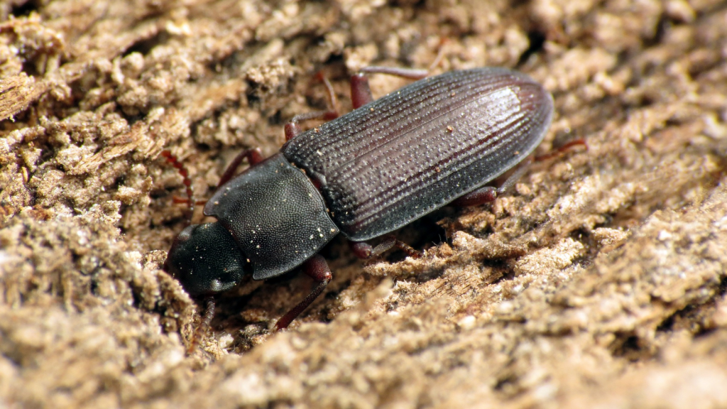 Alaska Darkling Beetle