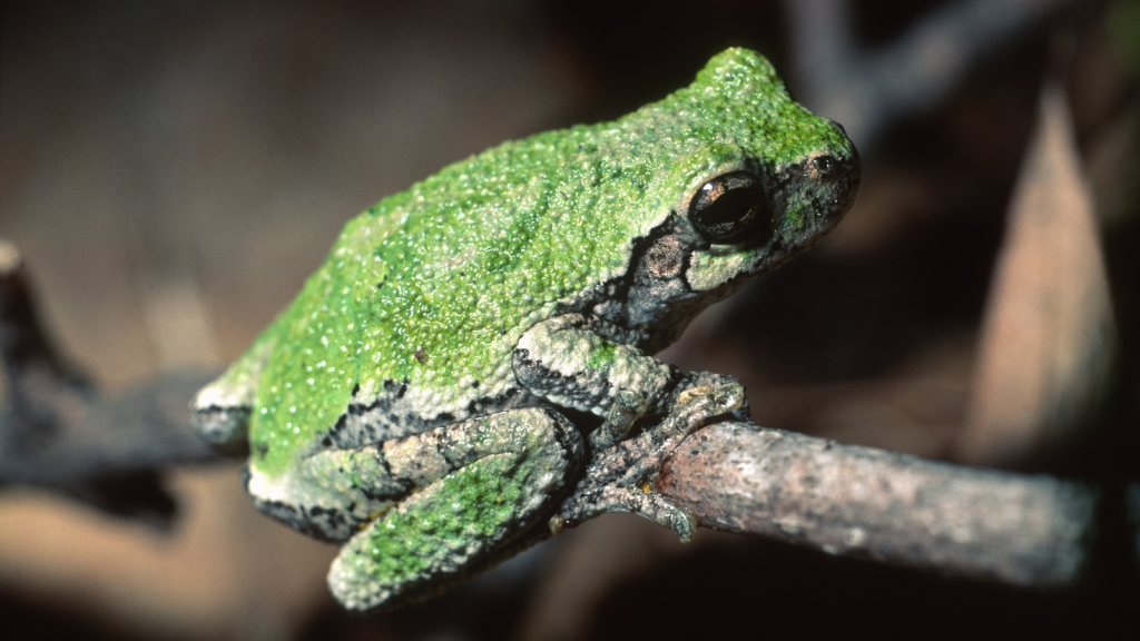 Gray Tree Frog