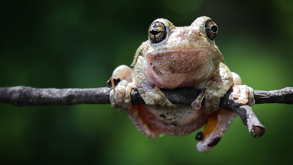 15 Animals That Can Literally Freeze and Come Back to Life