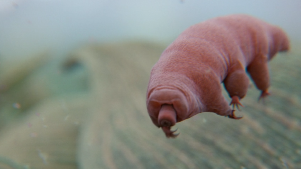 Tardigrade