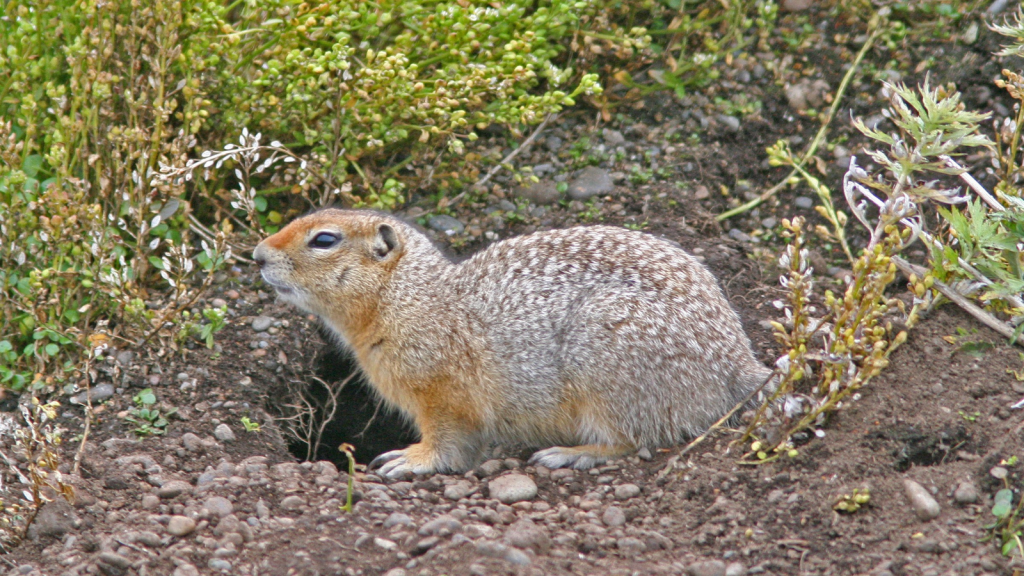 Arctic Ground Squirrel