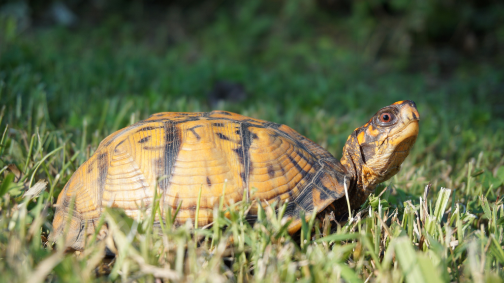 Eastern Box Turtle