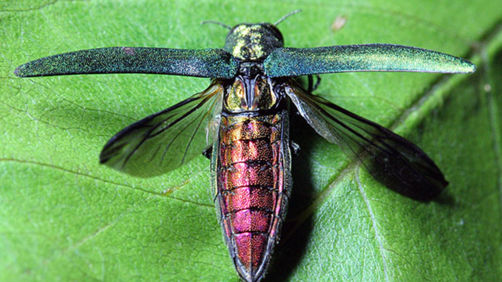 Emerald Ash Borer