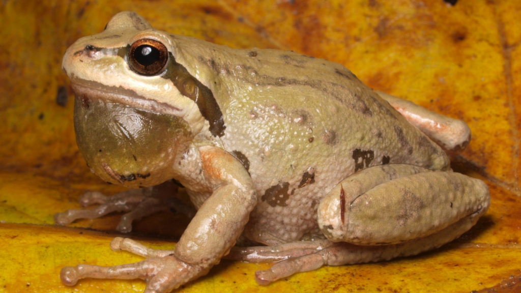 Chorus Frog