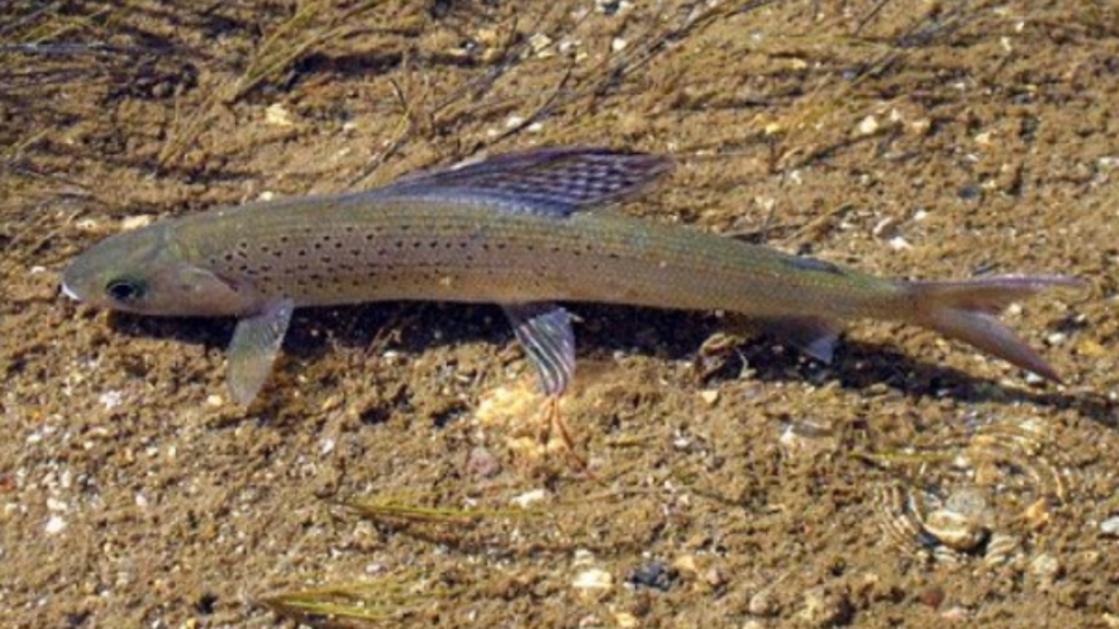 Arctic Grayling