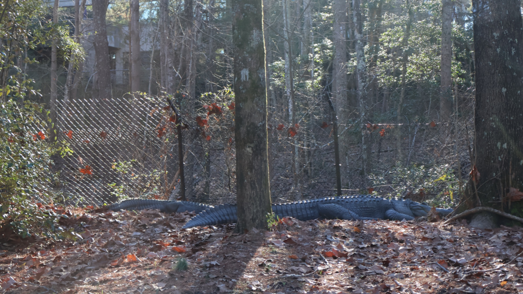 Alligators in North Carolina