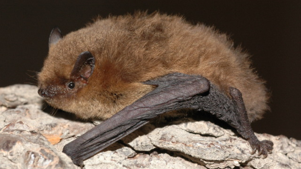 Soprano Pipistrelle