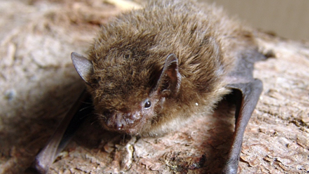 Nathusius' Pipistrelle