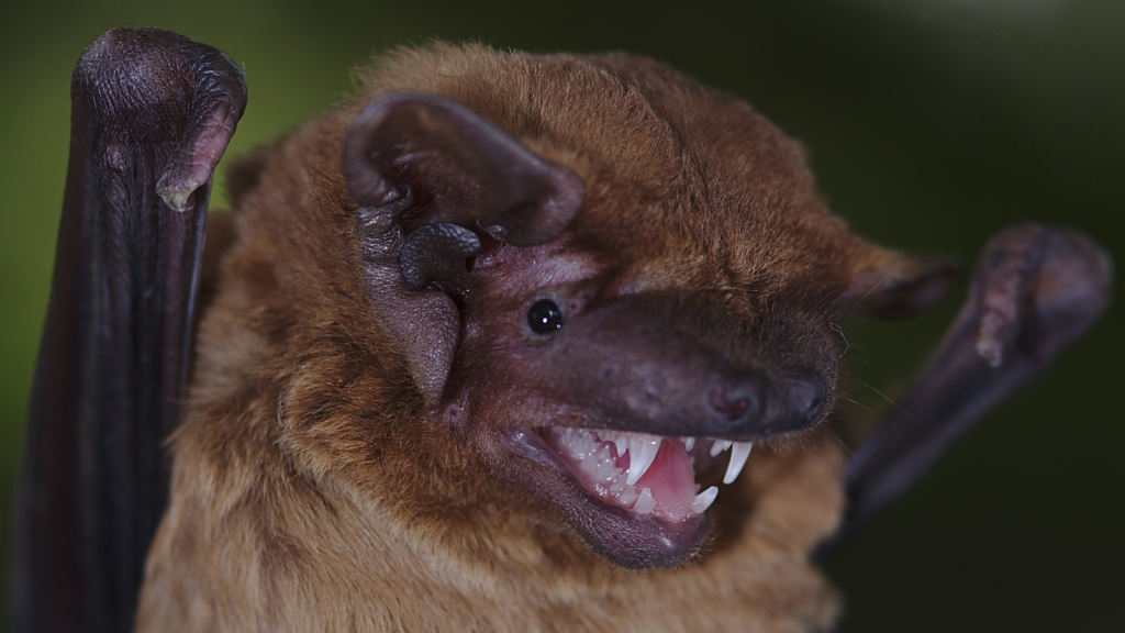 Batty for Bats | Meet All 18 Bat Species Native to the British Isles