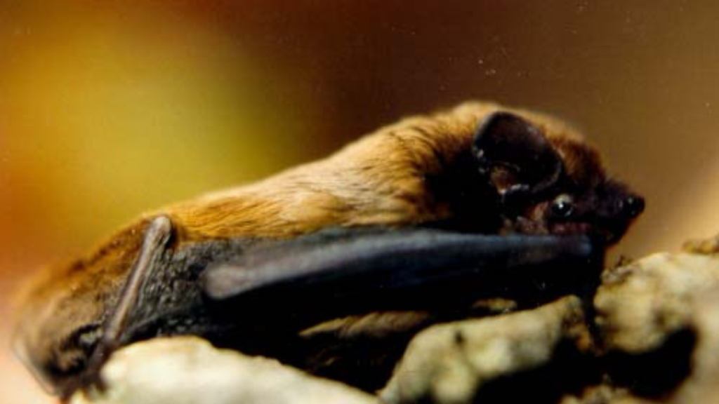 Leisler's Bat