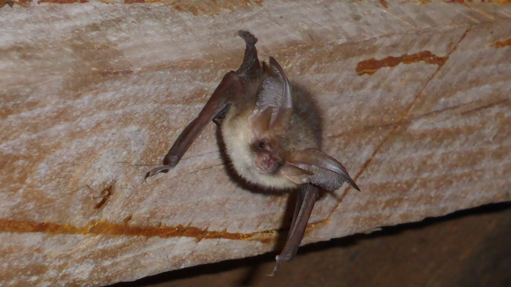 Brown Long-Eared Bat