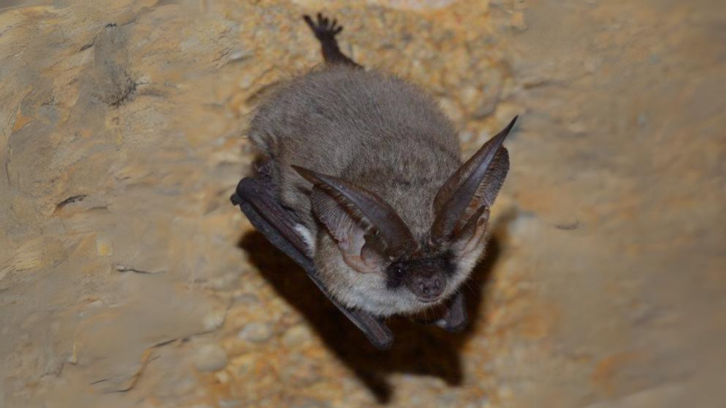 Grey Long-Eared Bat