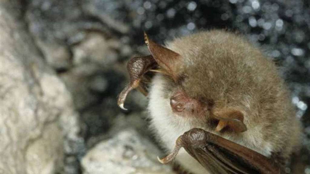 Natterer's Bat