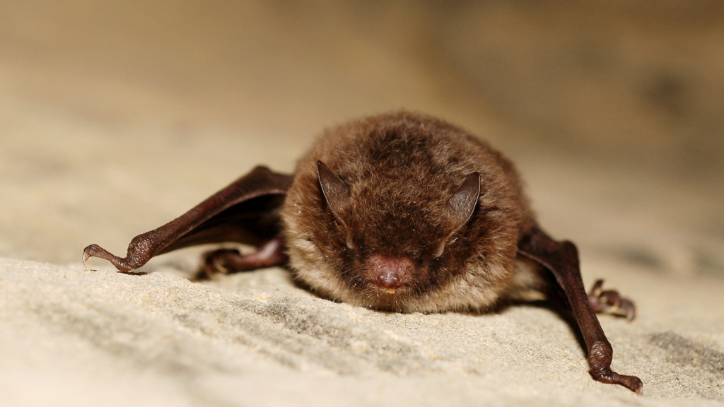 Daubenton's Bat