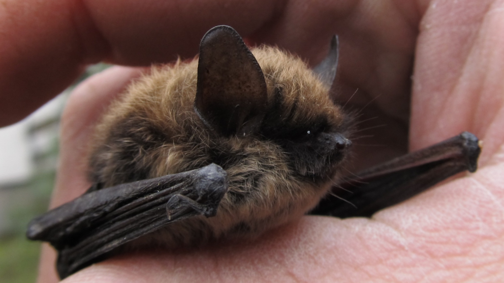 Whiskered Bat