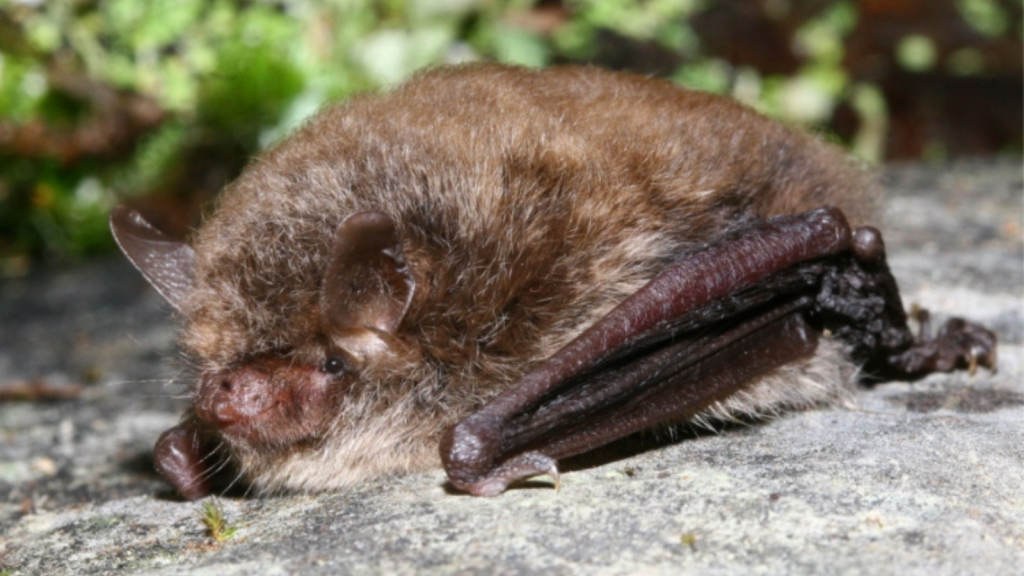 Alcathoe Bat