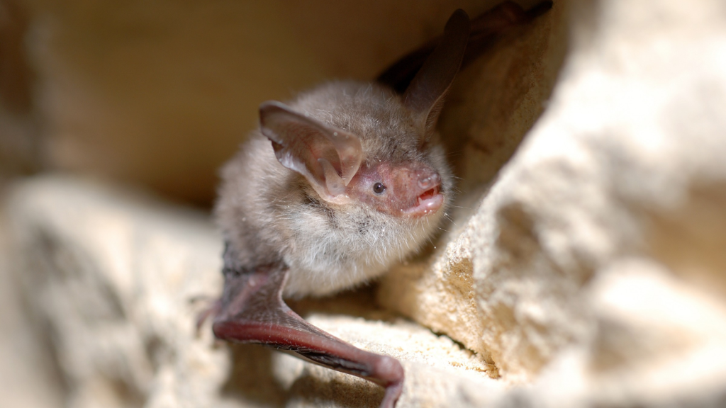 Bechstein's Bat