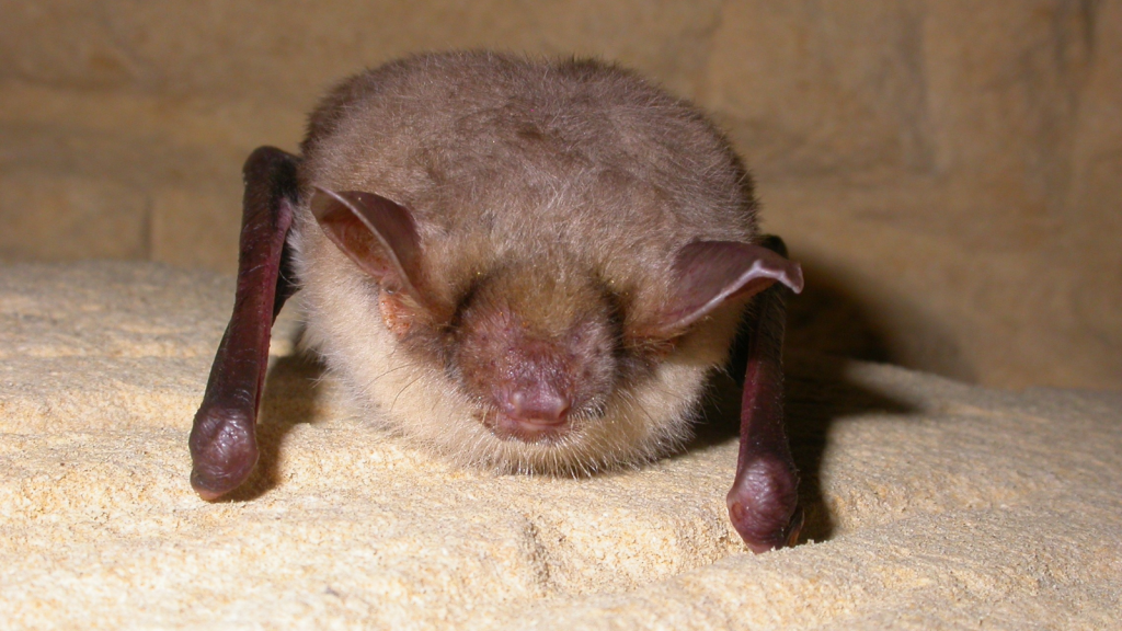 Greater Mouse-Eared Bat