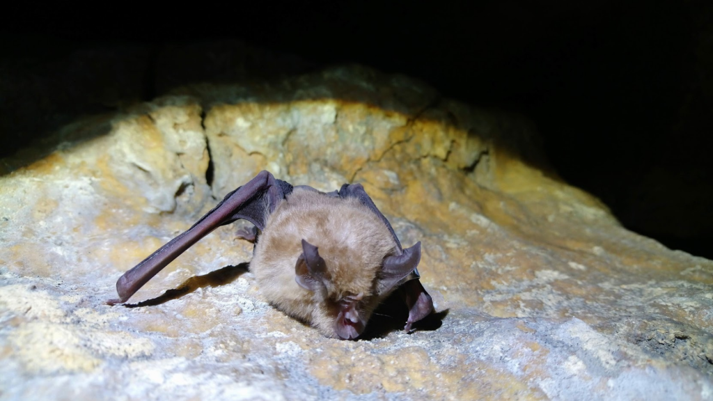 Greater Horseshoe Bat