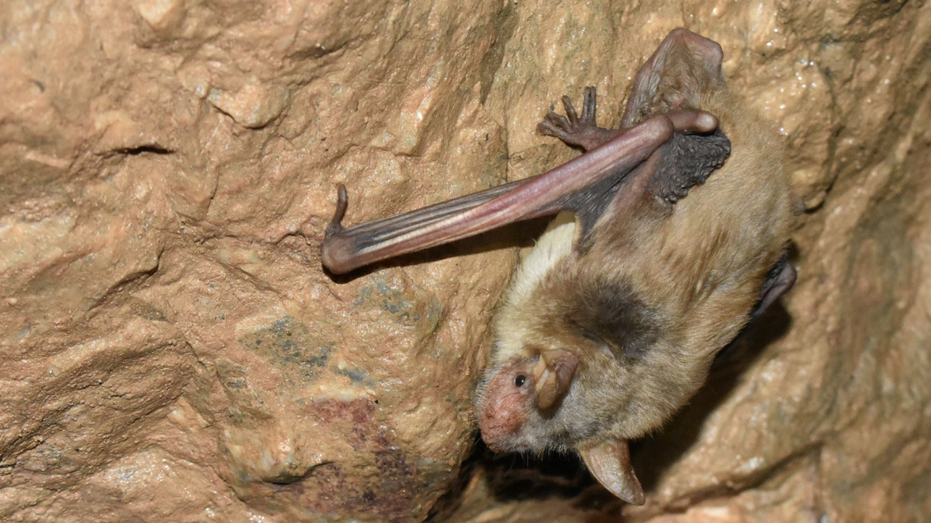 Lesser Mouse-Eared Bat