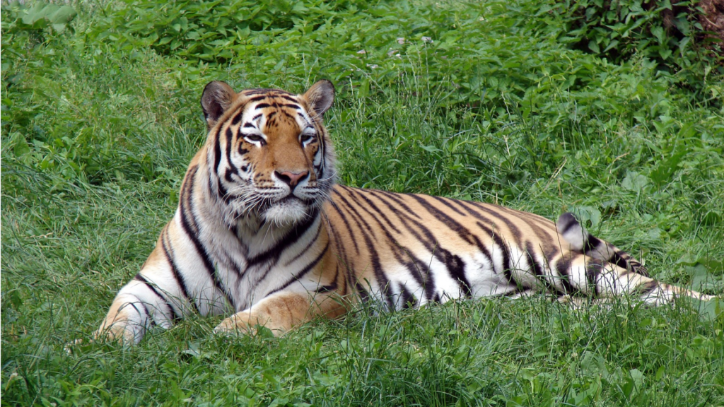 Siberian Tiger