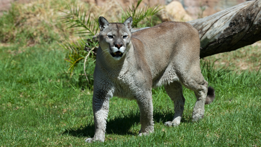 Cougars