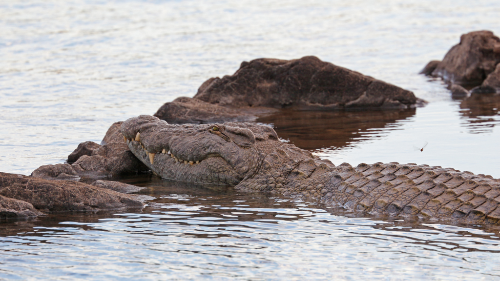 Nile Crocodile