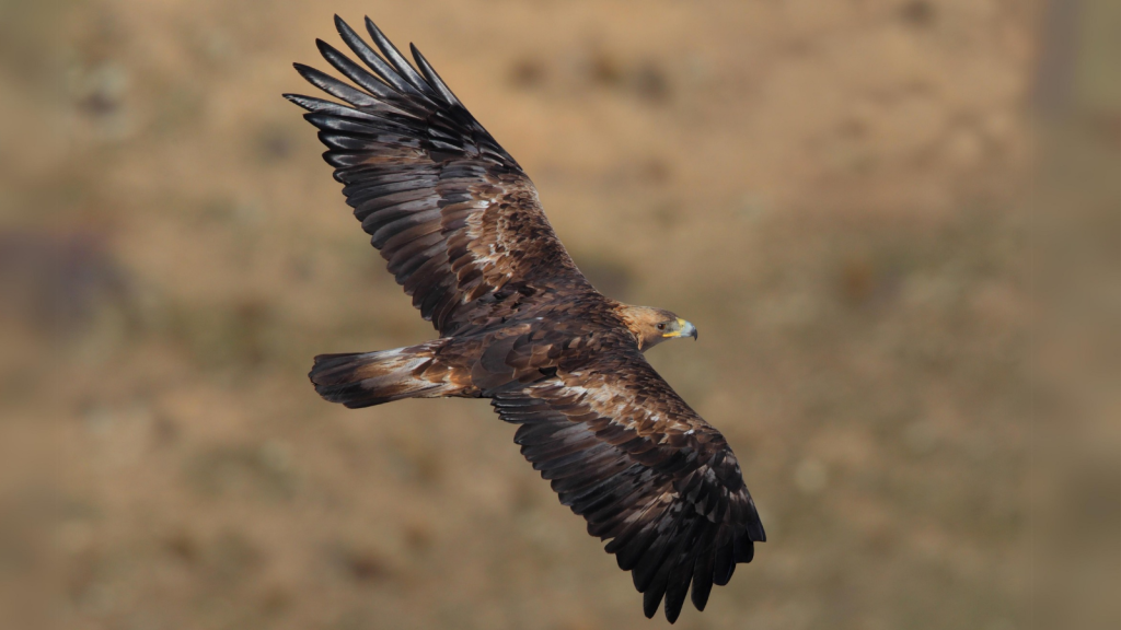 Golden Eagle