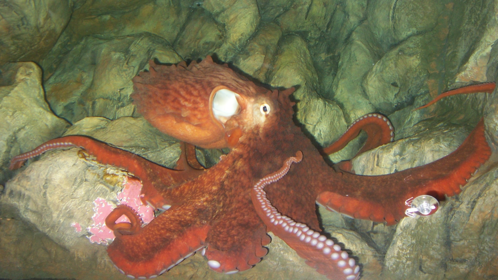 Giant Pacific Octopus