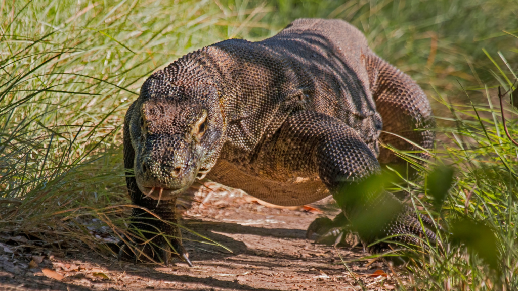 Komodo Dragon