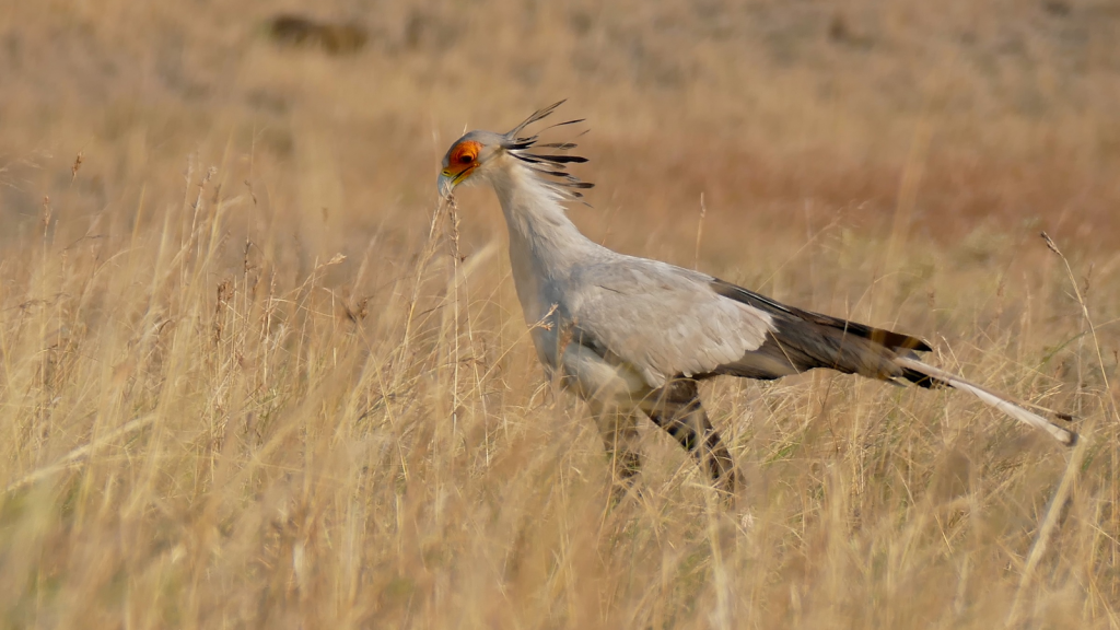 Secretary Bird