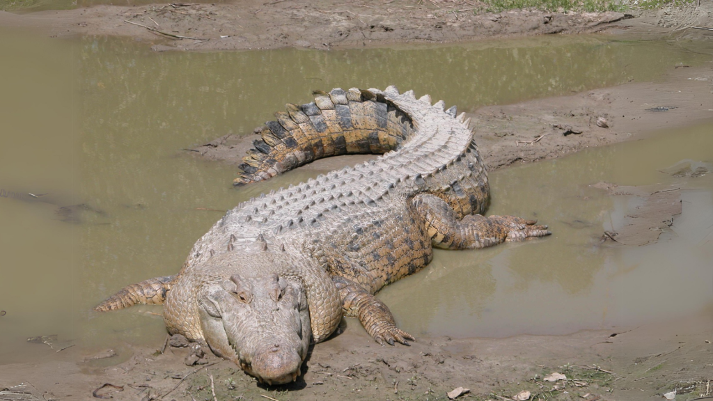 Saltwater Crocodile