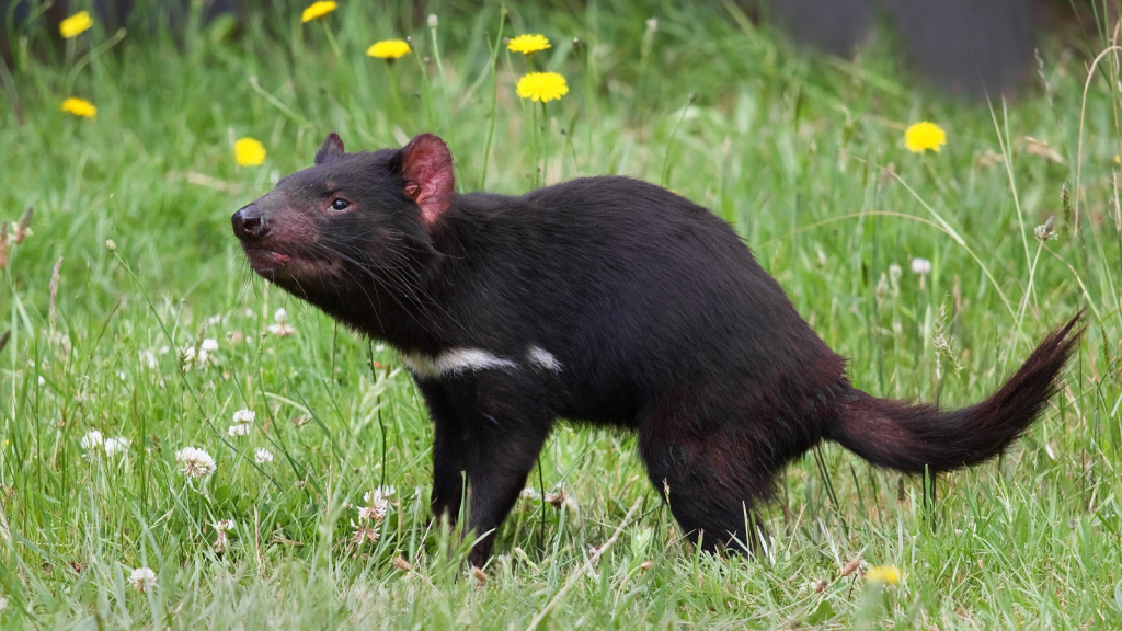 Tasmanian Devil