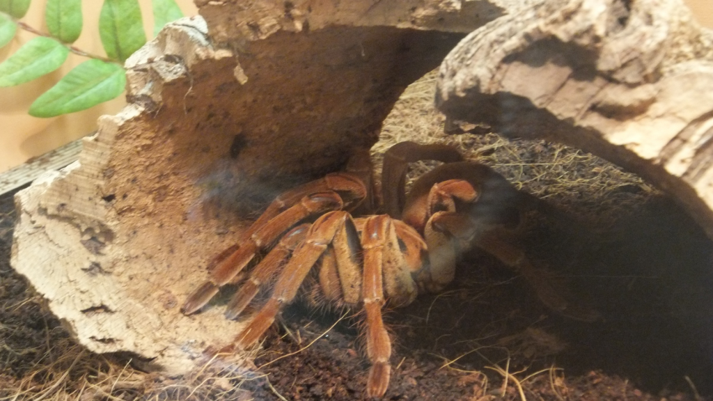 Goliath Birdeater Tarantula