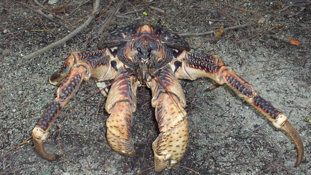 Coconut Crab