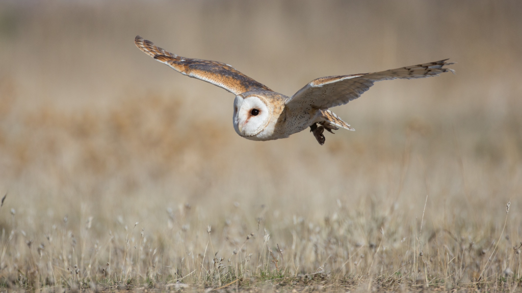 Barn Owl