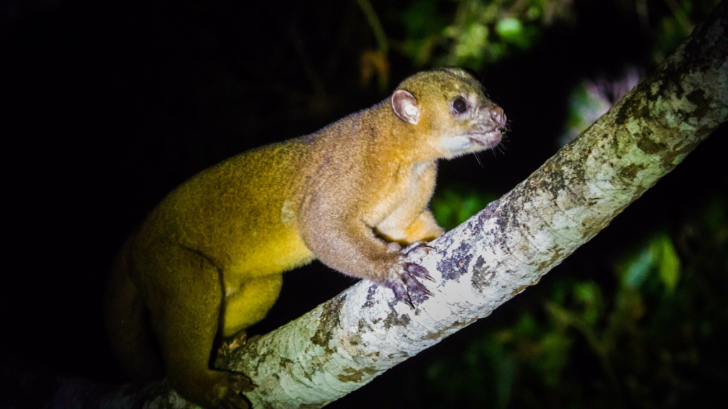 Kinkajou