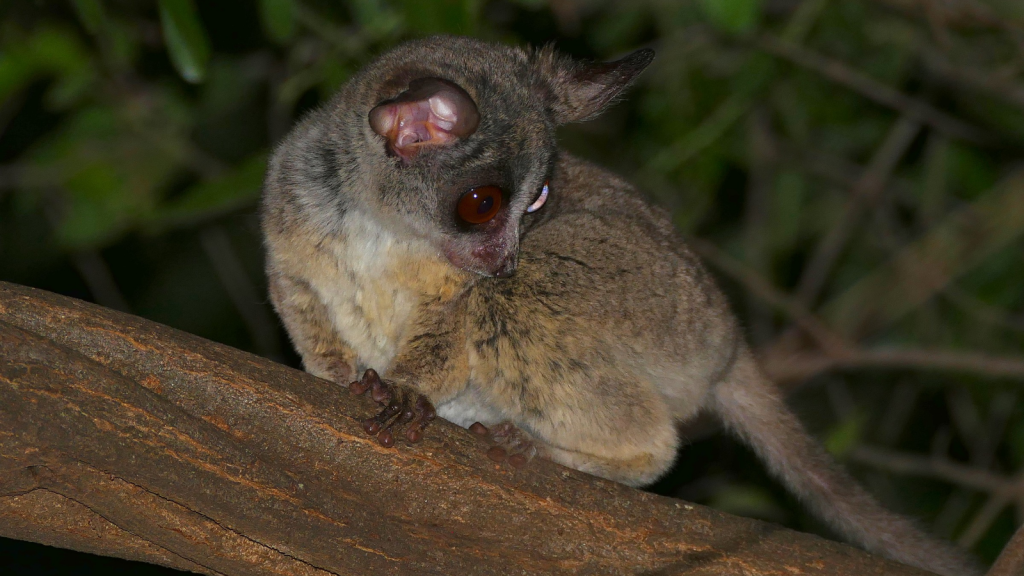 Bush Baby