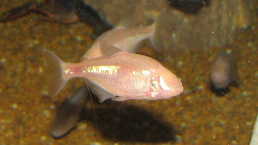 Cave Dwelling Fish