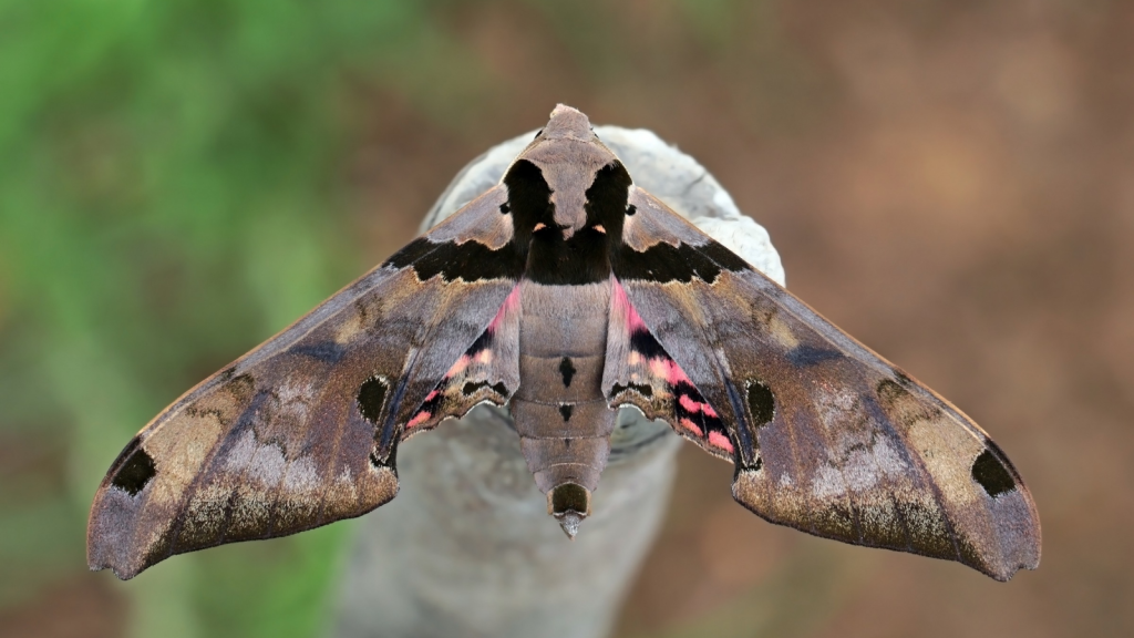 Sphinx Moths