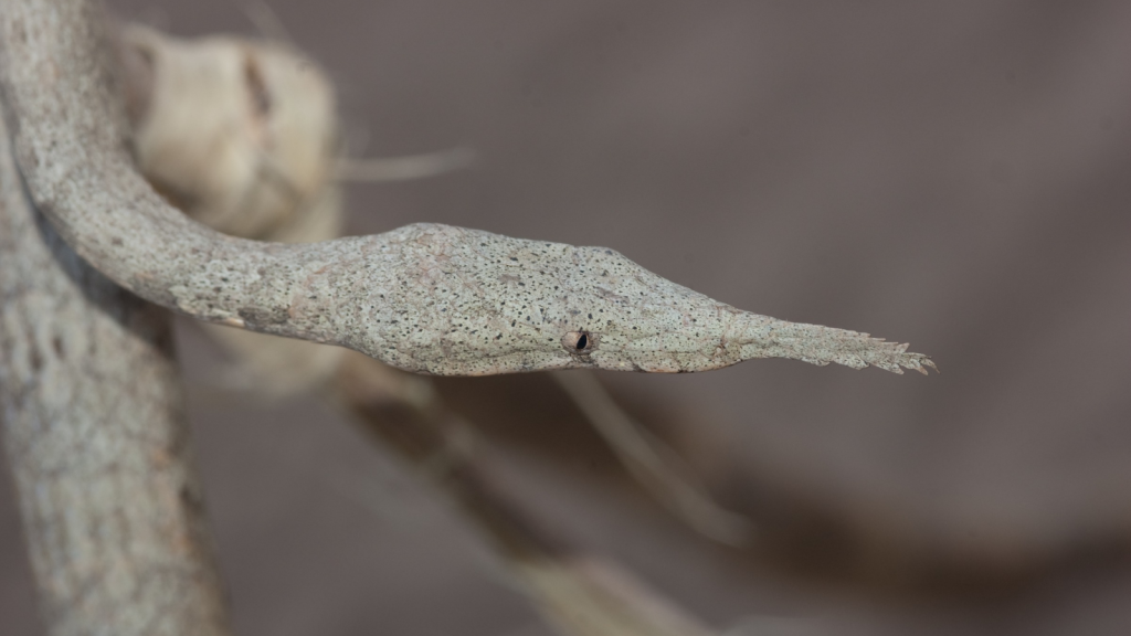 Leaf-Nosed Snake