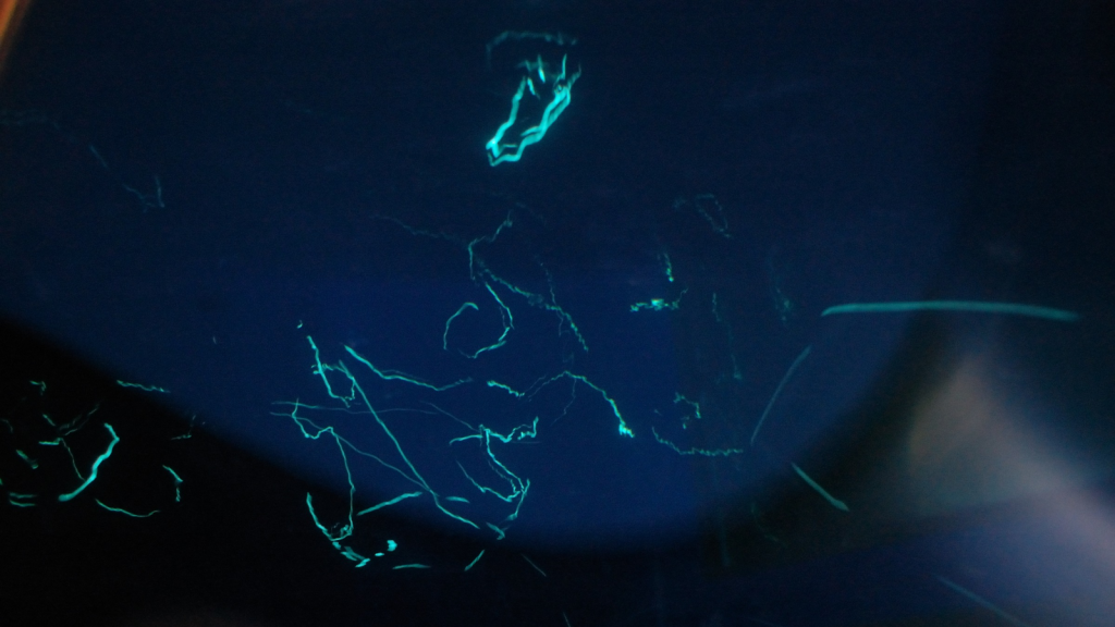 Flashlight Fish