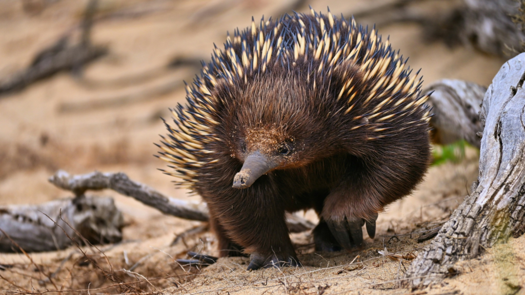 Spines and Fur Combo